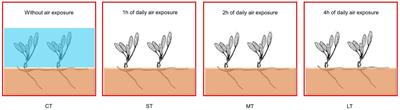 Efficient Heat Dissipation and Cyclic Electron Flow Confer Daily Air Exposure Tolerance in the Intertidal Seagrass Halophila beccarii Asch